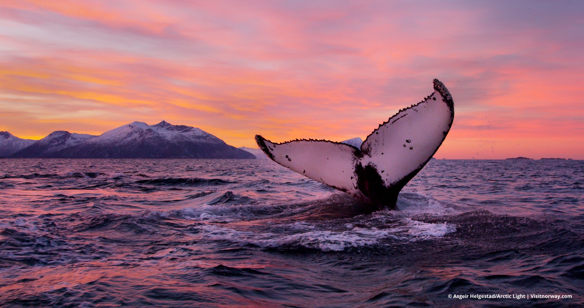 ross sea whale watching