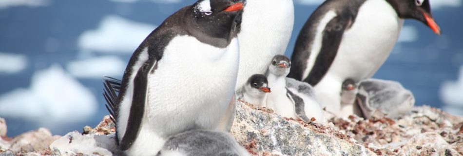 Gentoo Penguins