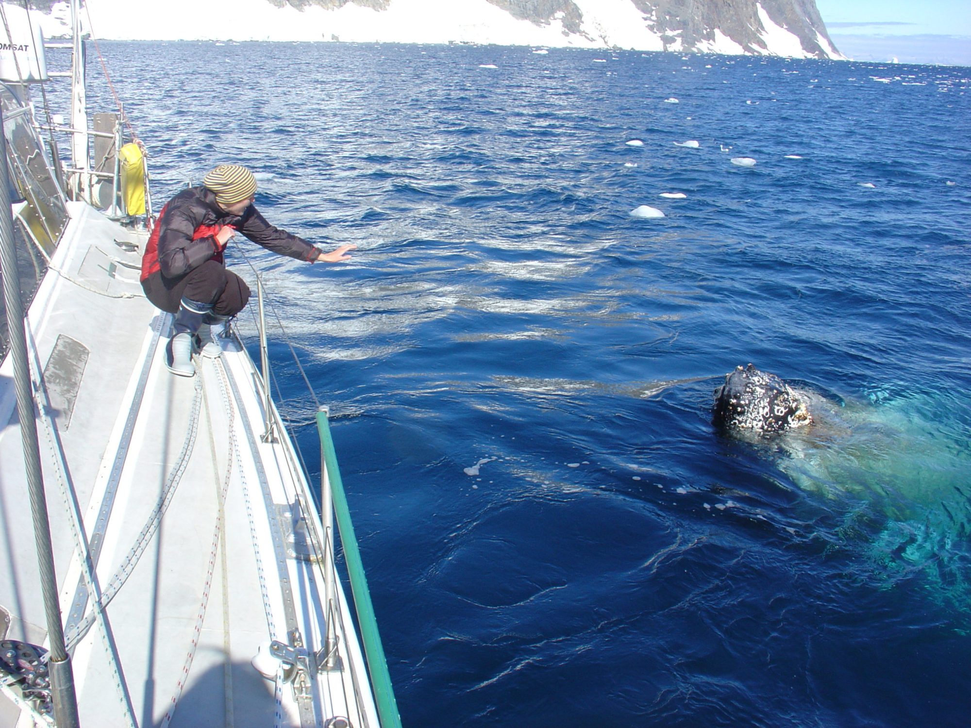 whale visitors