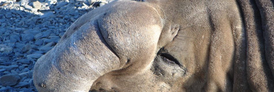 Elephant Seals in Antarctica